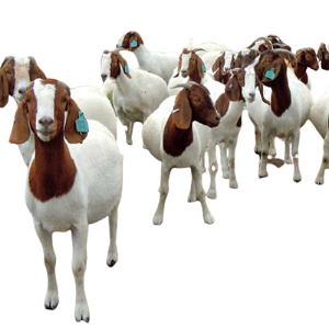 Boer-Goats.png
