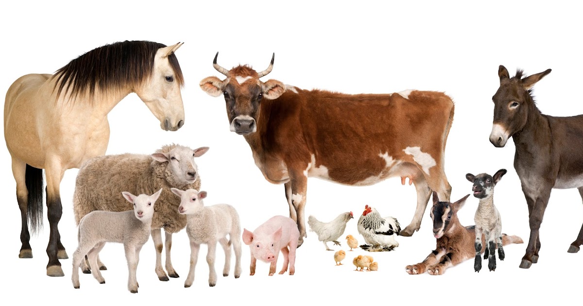 Asmin Aps Agriculture, Animals & Livestock
