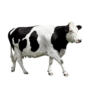 cow in front of a white background